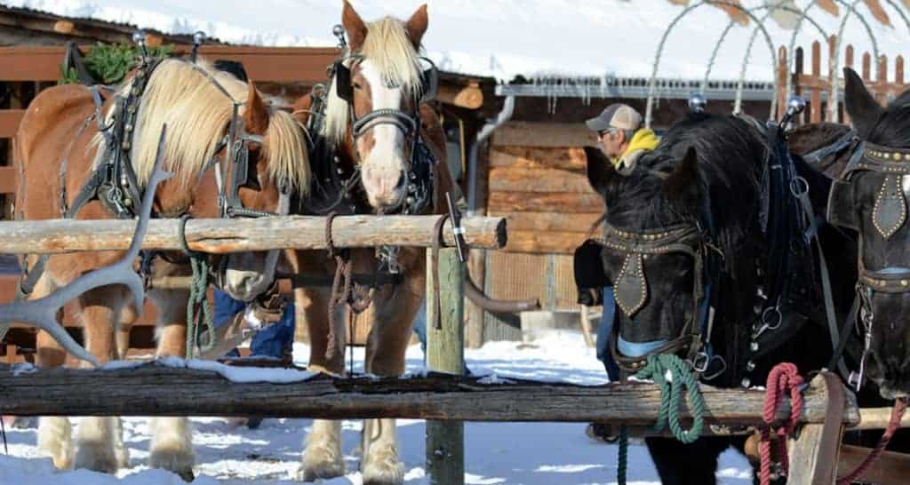 a cowboy christmas