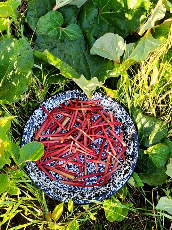 Rhubarb Strawberry Flat Pie