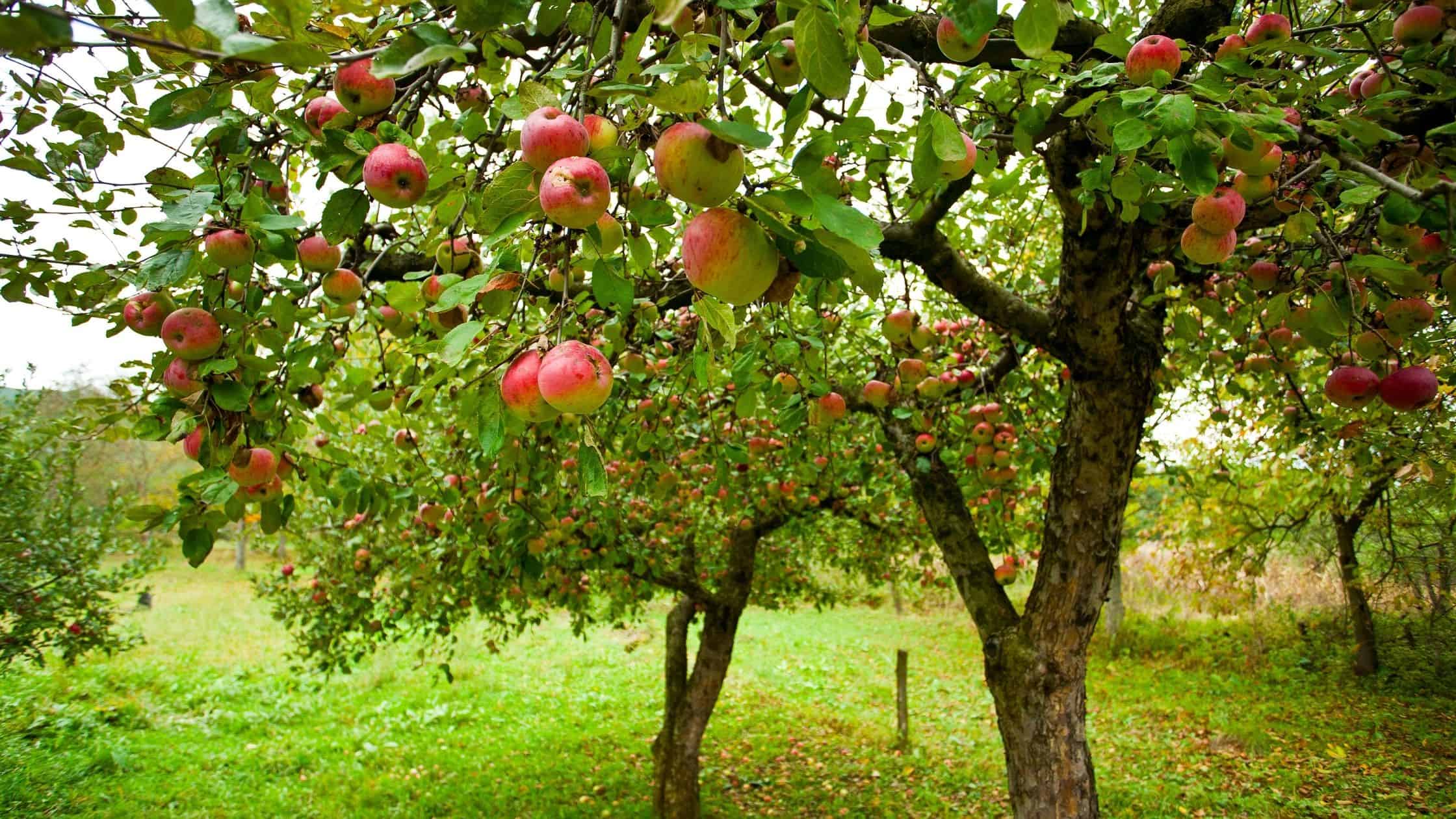 apple trees in fall