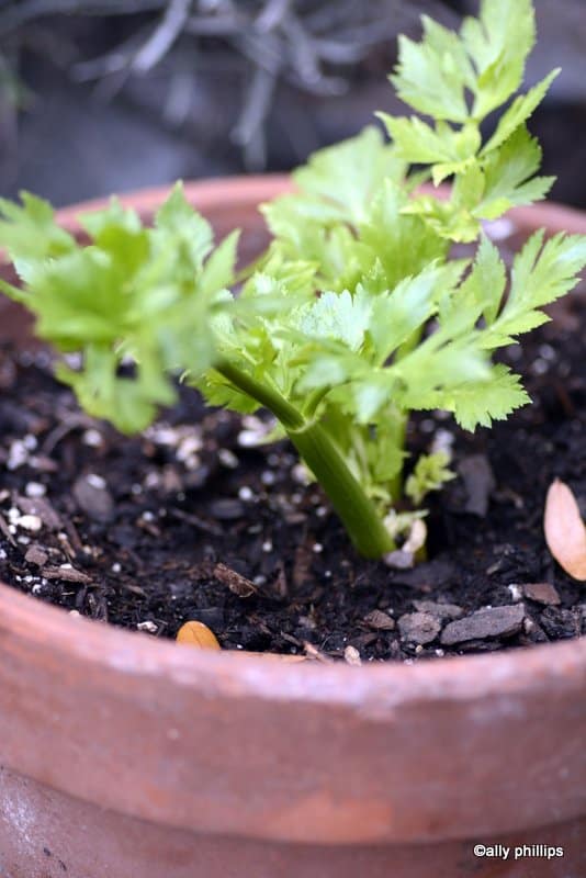 Easy Food Hack: Can Limp Celery be Revived