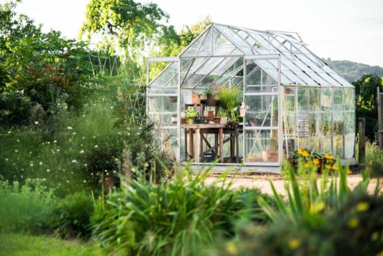 5 Common Plants To Put in Your Greenhouse