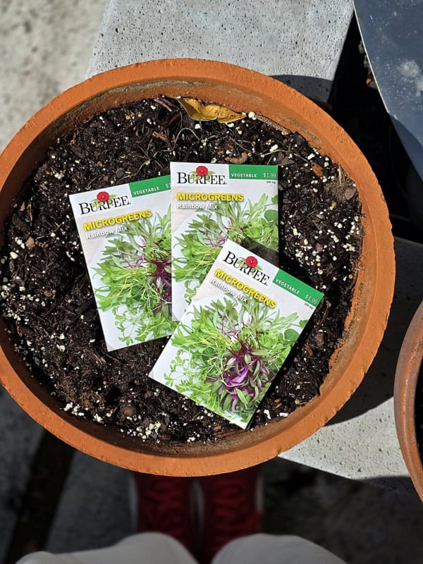 grow microgreens