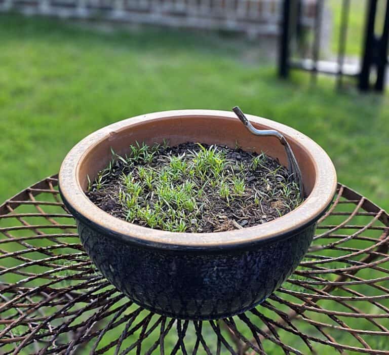 Health Benefits of Gardening