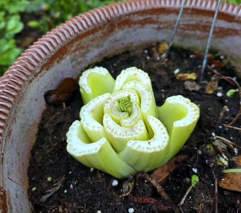 Growing Vegetables from Scraps