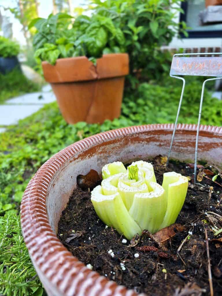 Growing Vegetables from Scraps