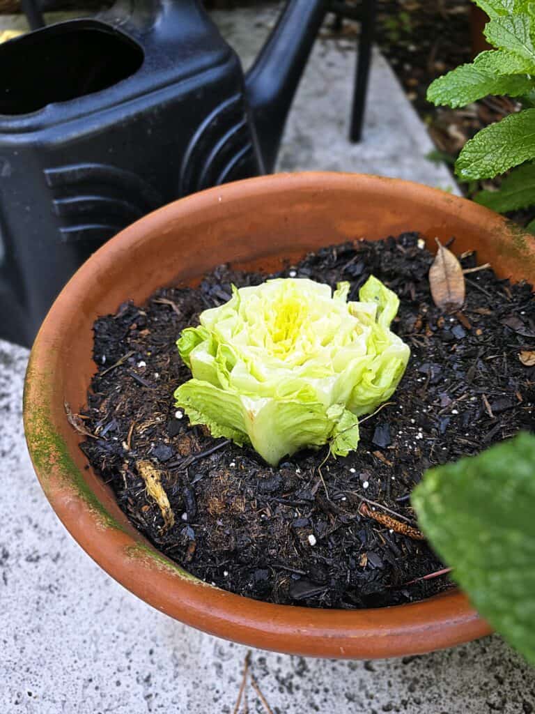 Growing Vegetables from Scraps