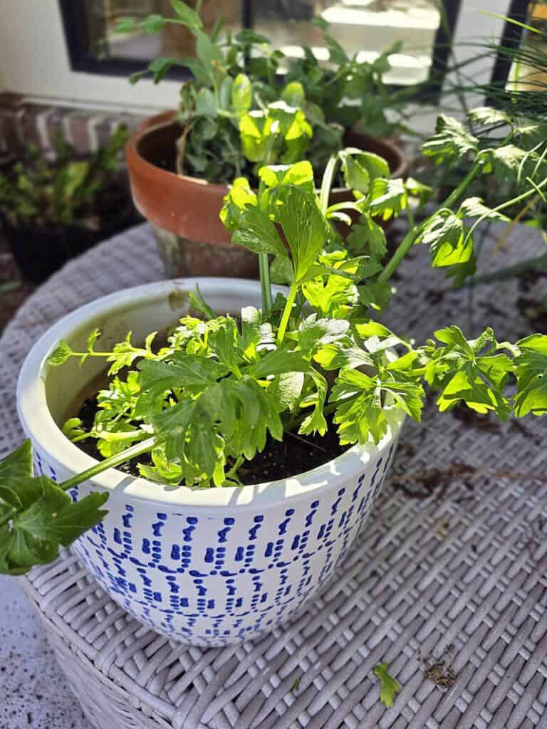 Growing Vegetables from Scraps