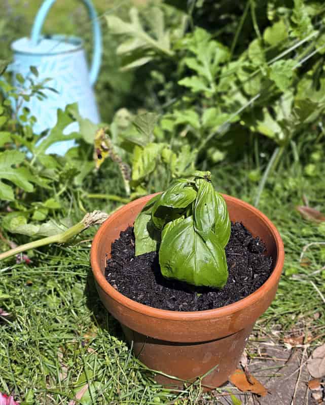 HOW TO propagate basil