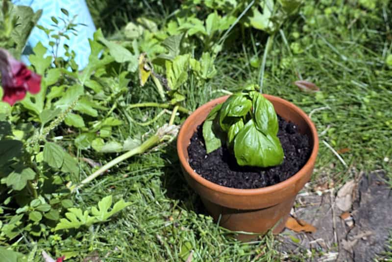 HOW TO propagate basil