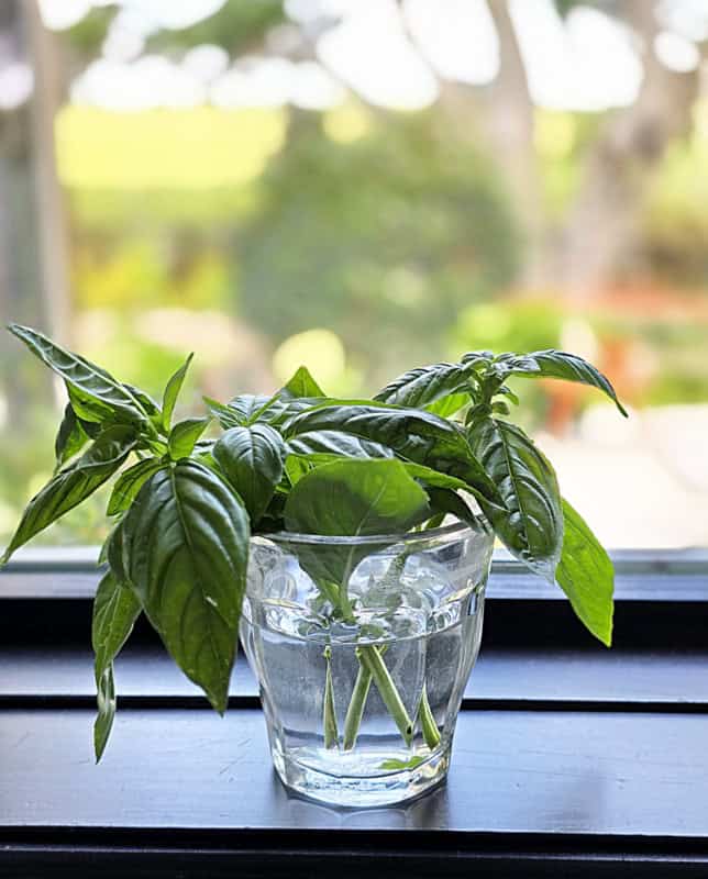 HOW TO propagate basil