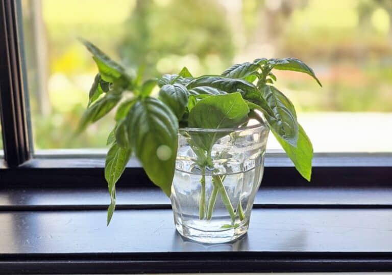 HOW TO propagate basil