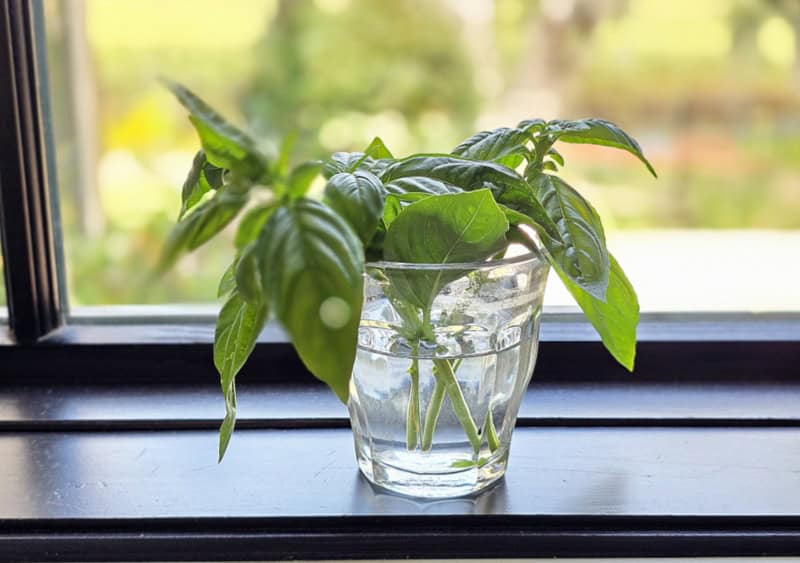 HOW TO propagate basil